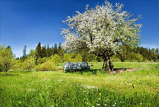 苹果树,开花,中间,花,草地,靠近,山谷,自然公园,巴伐利亚,德国,欧洲
