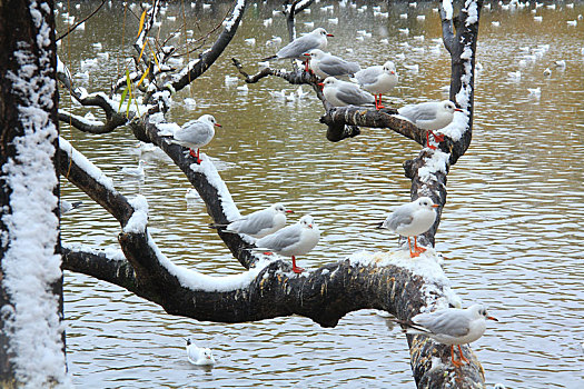 雪后栖息在湖面树上的红嘴鸥