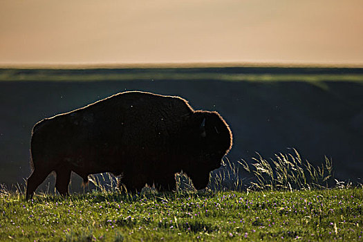 野牛,草原国家公园,萨斯喀彻温,加拿大