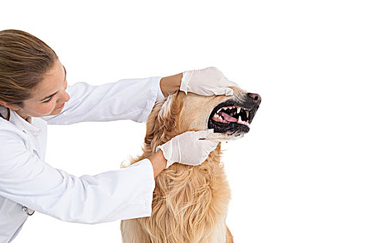 兽医,检查,狗,牙齿