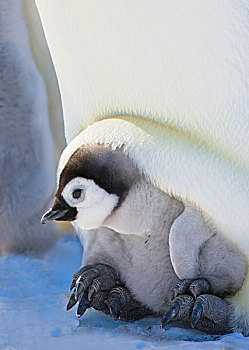 帝企鹅,幼禽,脚,冰,雪丘岛,南极