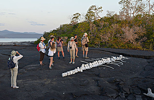 南美,厄瓜多尔,加拉帕戈斯群岛,费尔南迪纳岛,注视,鲸,骨头,大幅,尺寸