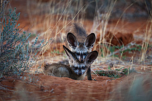 大耳狐,幼小,卡拉哈迪大羚羊国家公园,博茨瓦纳