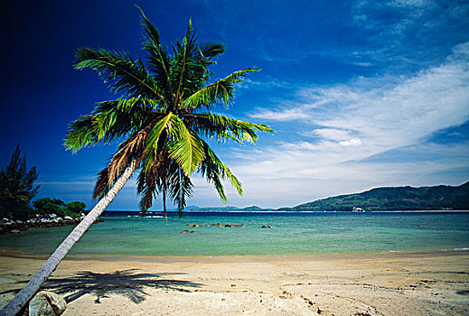 棕榈树,热带沙滩,普吉岛,泰国