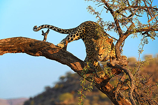 豹,向外看,树,晨光,区域,纳米比亚,非洲