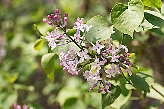 丁香花