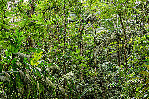 室内,雨林,哥斯达黎加