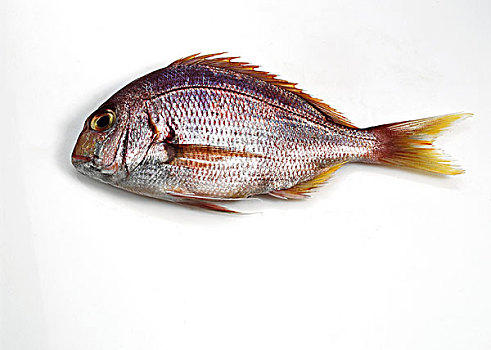 红海,铜盆鱼,鲜鱼,白色背景
