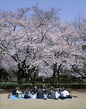 新宿,公园,人,聚会,樱花,东京,本州,日本