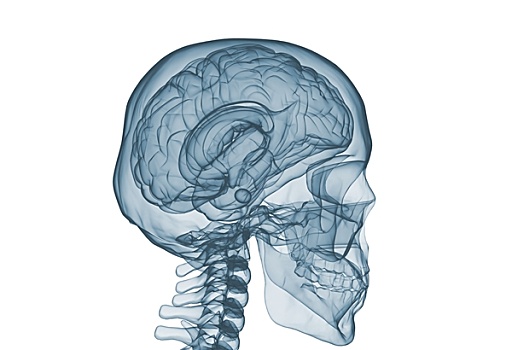 大脑,头骨,x光,图像,隔绝,白色背景