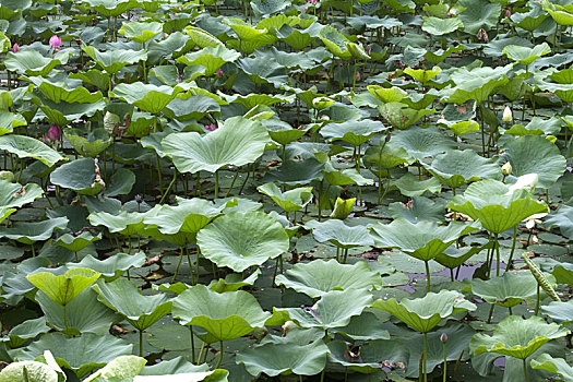 水生植物,中国,绿色,户外,水塘