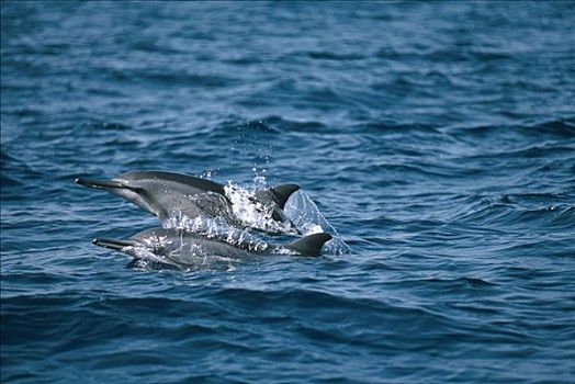 飞旋海豚,长吻原海豚,一对,平面,夏威夷