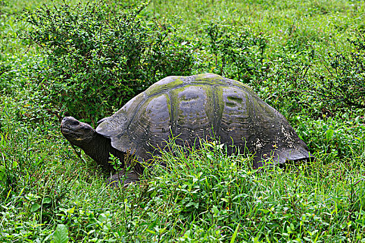 加拉帕戈斯巨龟,圣克鲁斯岛,加拉帕戈斯群岛,厄瓜多尔,南美