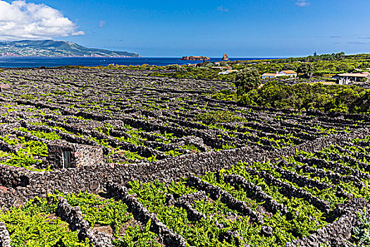 葡萄种植,地点,火山岩,石墙,蔽护,风景,法亚尔,远景,皮库岛,亚速尔群岛,葡萄牙