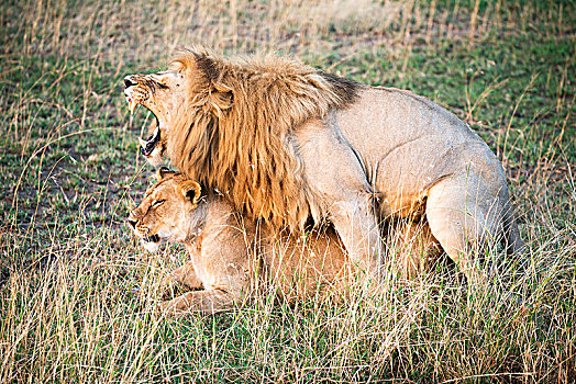 交配,狮子,塞伦盖蒂国家公园,坦桑尼亚