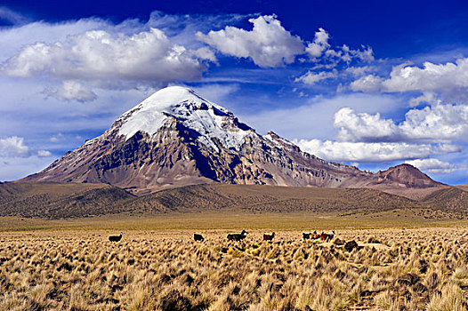 山,高原,国家公园,玻利维亚,南美
