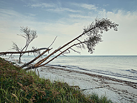 风吹,树,海滩