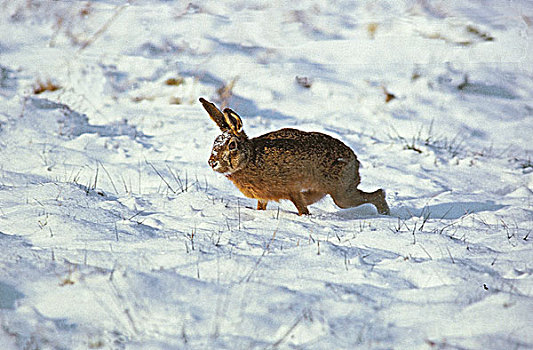 欧洲,棕兔,欧洲野兔,成年,跑,雪中