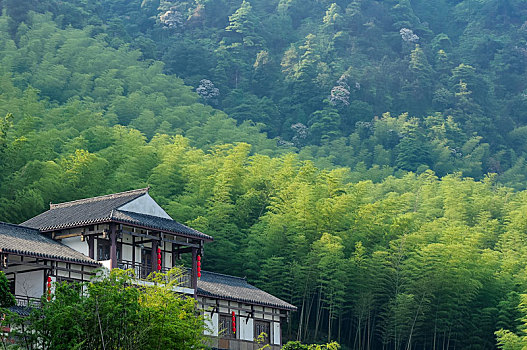 重庆永川茶山竹海