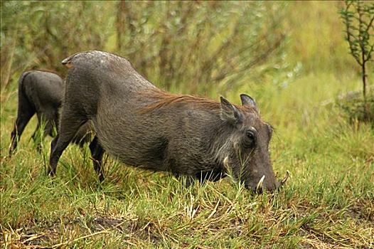 两个,疣猪,食物,树林,奥卡万戈三角洲,博茨瓦纳