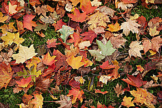 彩色,秋叶,地上