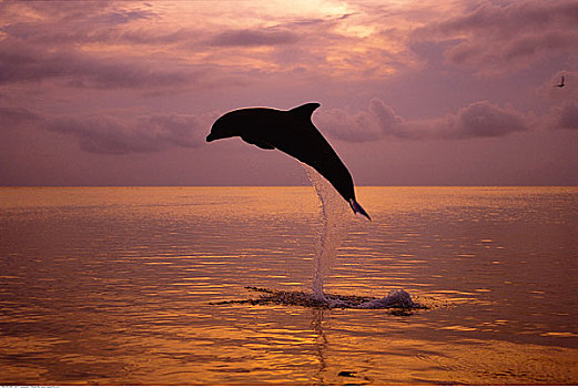 海豚,跳跃,洪都拉斯
