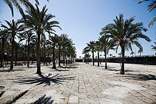 棕榈树,散步场所,马略卡岛,西班牙