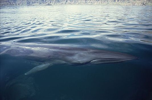 鲸,成年,平面,喂食,地面,科特兹海,北下加利福尼亚州,墨西哥