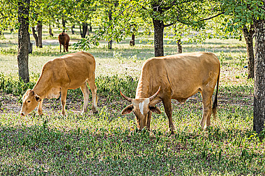杂交品种,牛,博茨瓦纳