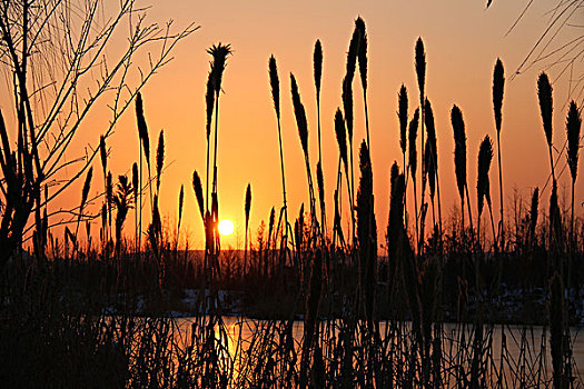 夕阳下湖边的芦苇