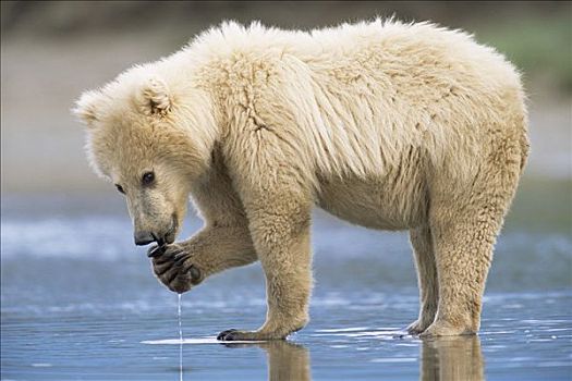 大灰熊,棕熊,2岁,金发,玩,小,石头,鼻子,正面,卡特麦国家公园,阿拉斯加