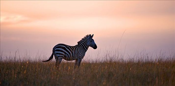 格兰特氏斑马,马,亮光,白天,肯尼亚,东非