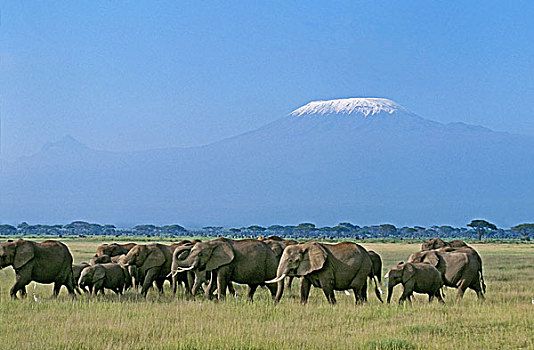 非洲象,牧群,靠近,山,坦桑尼亚