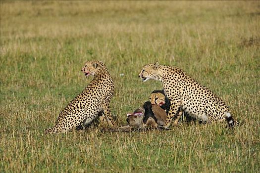 印度豹,猎豹,捕食,角马,小动物,马赛马拉,国家公园,肯尼亚,东非