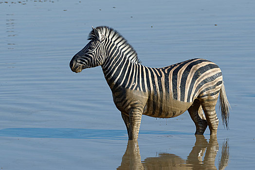 白氏斑马,马,斑马,站立,泥,水,水坑,埃托沙国家公园,纳米比亚,非洲
