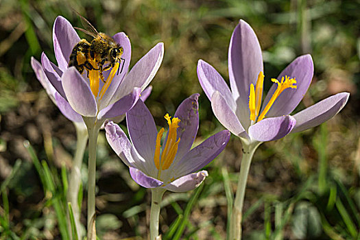 蜜蜂,坐,藏红花,紫罗兰,巴登符腾堡,德国,欧洲