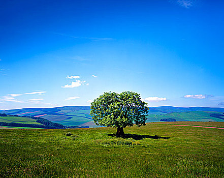 夏天,风景,孤树,看,群山,苏格兰边境