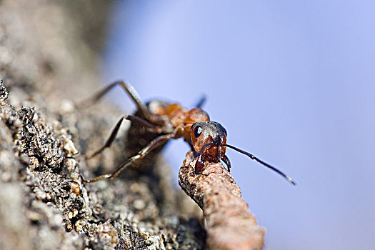 蚂蚁,原木,瑞典