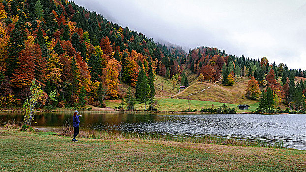 秋天,混合,针叶林,湖,上巴伐利亚