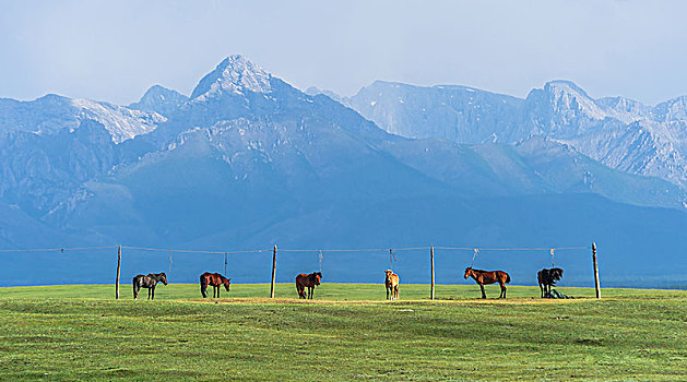 成群,马,草场,蒙古,亚洲