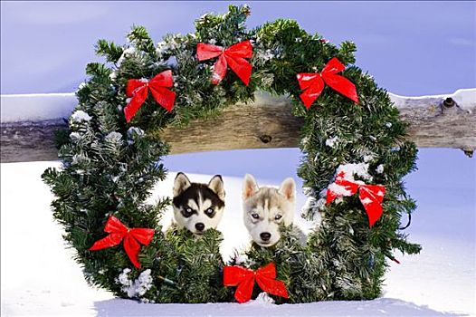 一对,西伯利亚,哈士奇犬,小狗,假日,花环,户外,雪中,科罗拉多,冬天