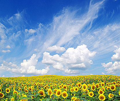 盛开,地点,向日葵,蓝色背景,天空
