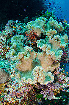 皮革,珊瑚,软珊瑚目,斐济,珊瑚礁,不同