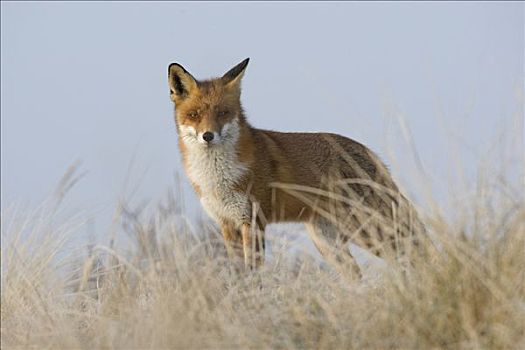 红狐,狐属,暸望,荷兰