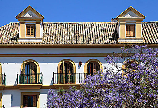 西班牙,安达卢西亚,塞维利亚,蓝花楹,花,特色,建筑细节