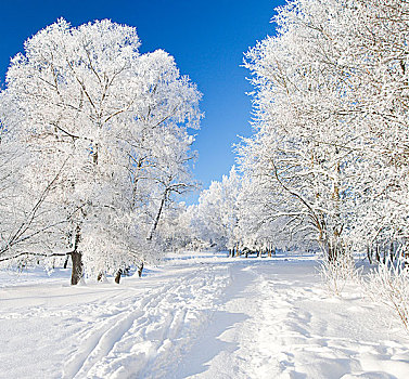 冬天,公园,雪中