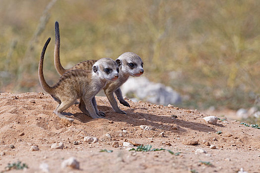 猫鼬,细尾獴属,两个,幼兽,雄性,巢穴,看,环境,卡拉哈迪大羚羊国家公园,北开普,南非,非洲