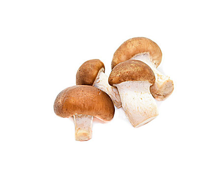 香菇,白色背景