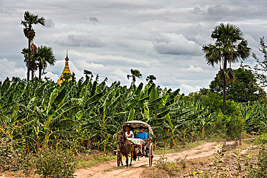 马车,旅游,道路,正面,香蕉树,后面,古城,曼德勒省,缅甸,亚洲