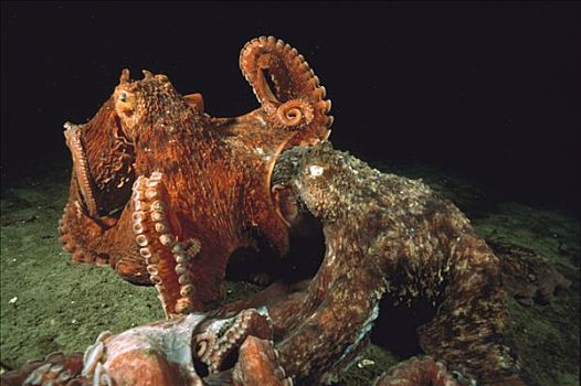 太平洋大章鱼,章鱼,伴侣,交配,红色,许多,灰色,雌性,奎德拉岛,不列颠哥伦比亚省,加拿大